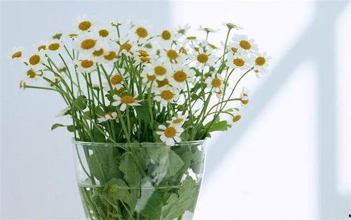 雏菊翼 无码,探寻神秘翼族少女的奇幻之旅