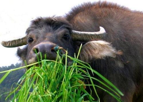 嫩草和老牛免费观看,免费畅享的视觉盛宴