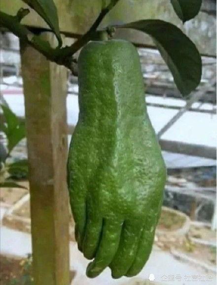 吃瓜娱乐圈大瓜,揭秘明星背后的惊人真相